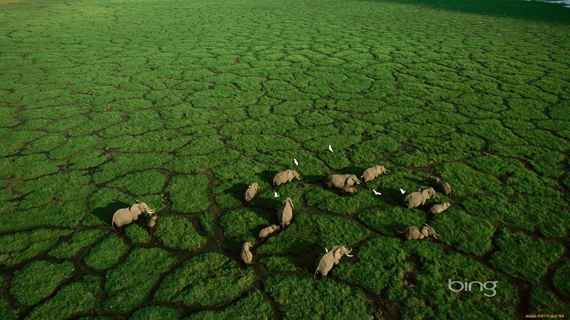 животные, слоны