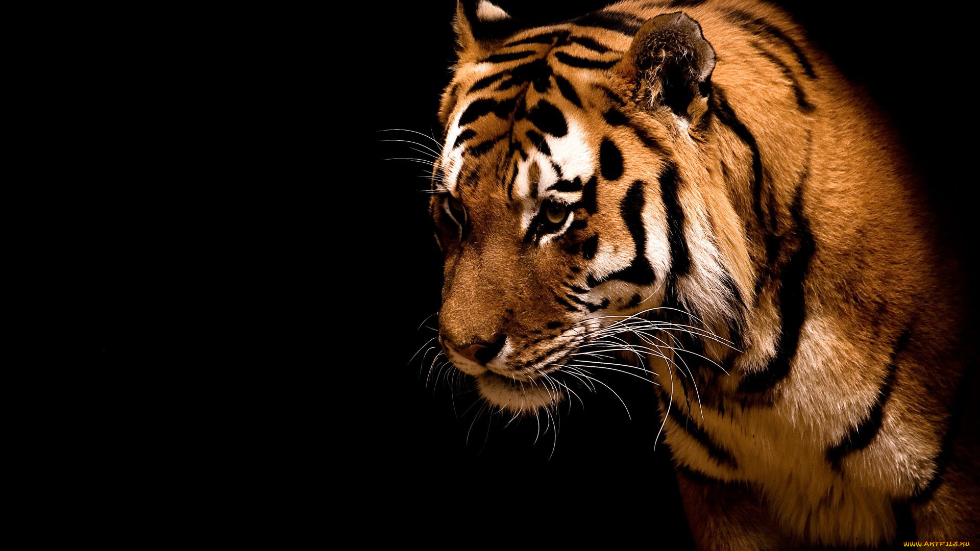 животные, тигры, тигр