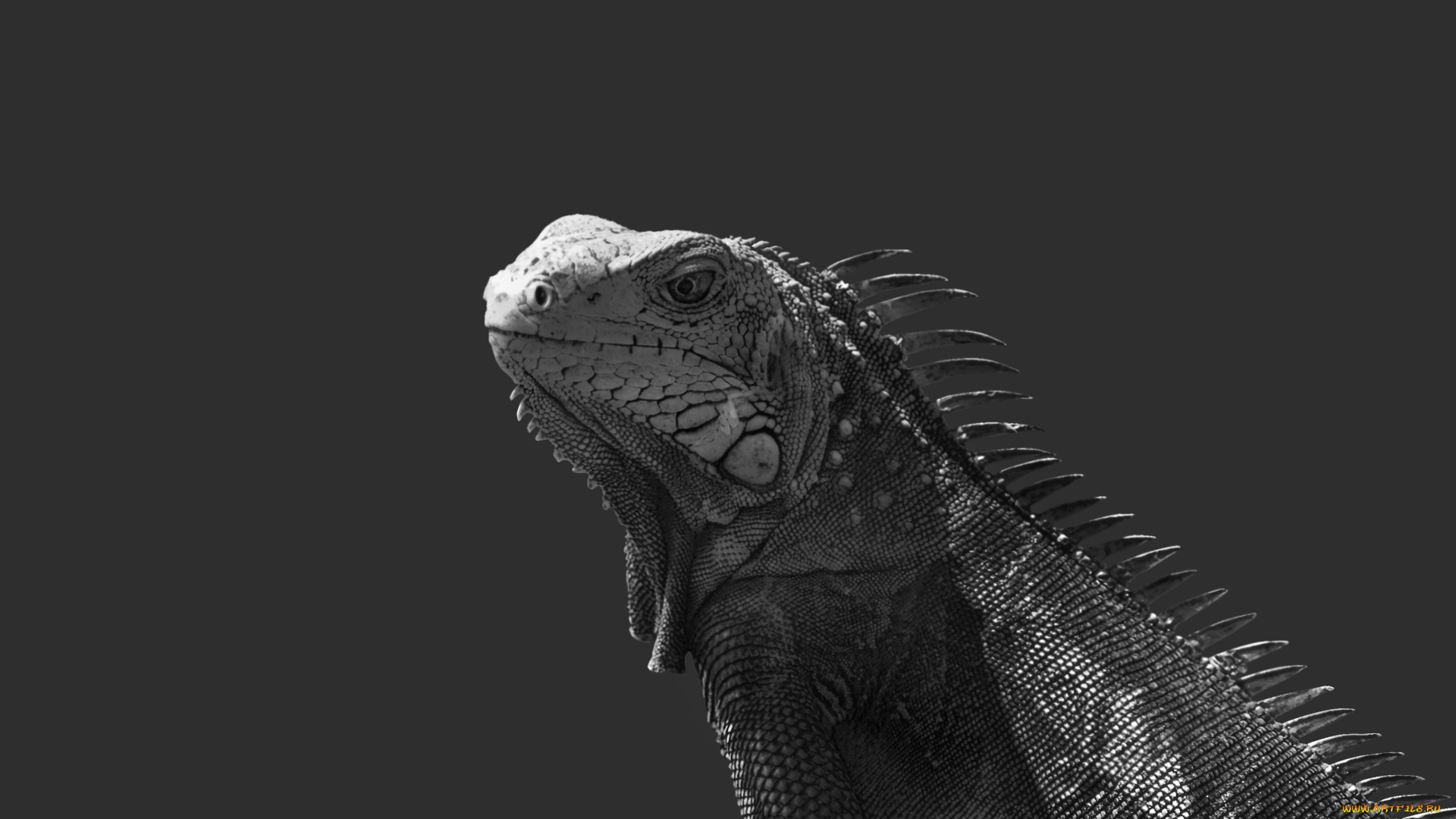 животные, Ящерицы, игуаны, вараны, ящерица