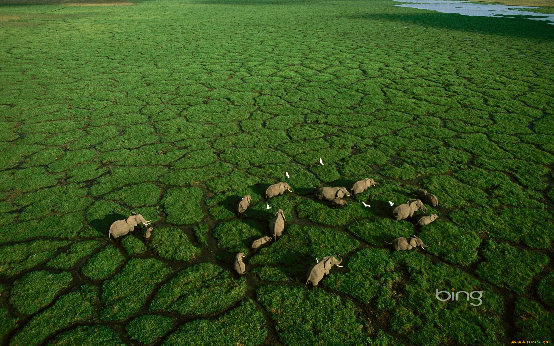 животные, слоны