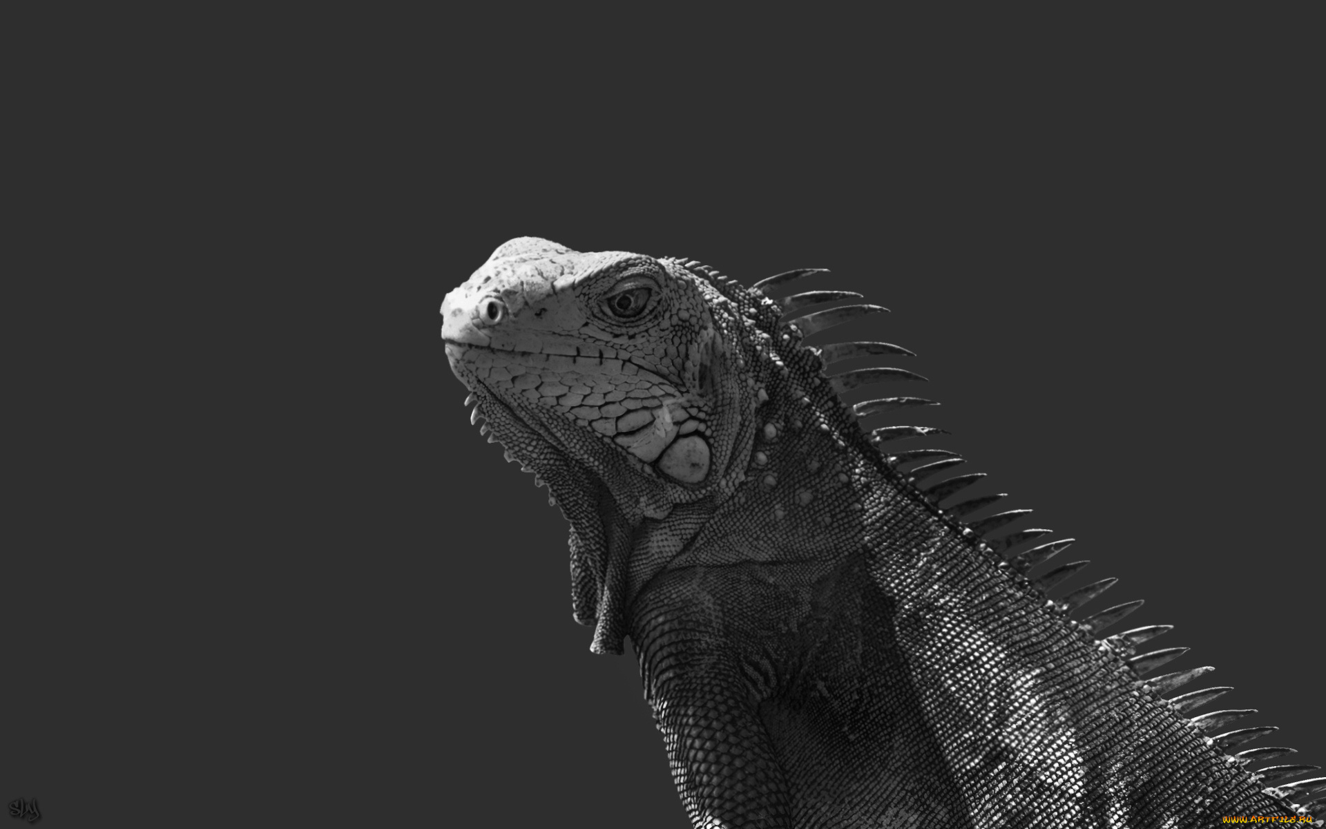 животные, Ящерицы, игуаны, вараны, ящерица