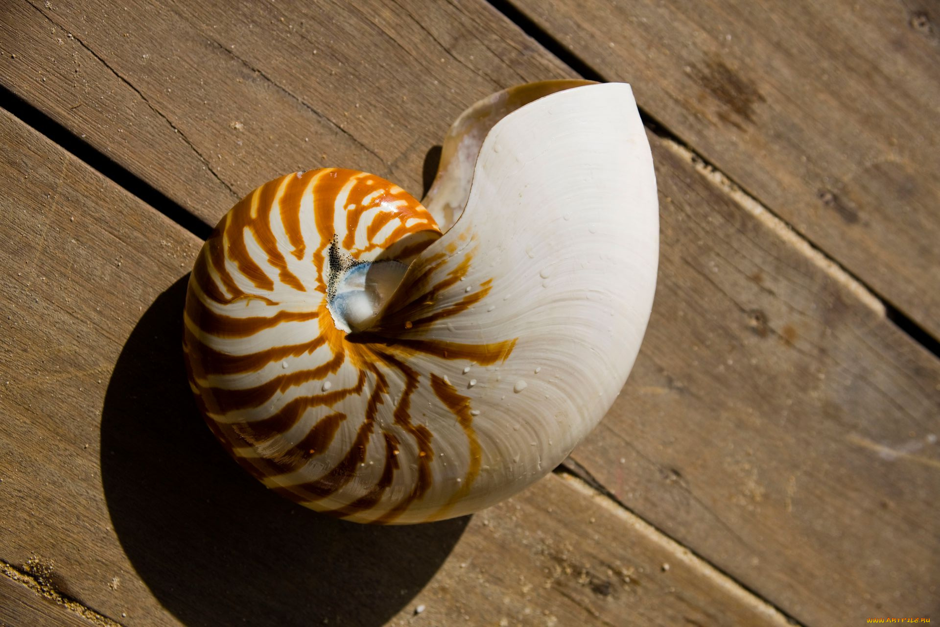 разное, ракушки, кораллы, декоративные, spa, камни, ракушка