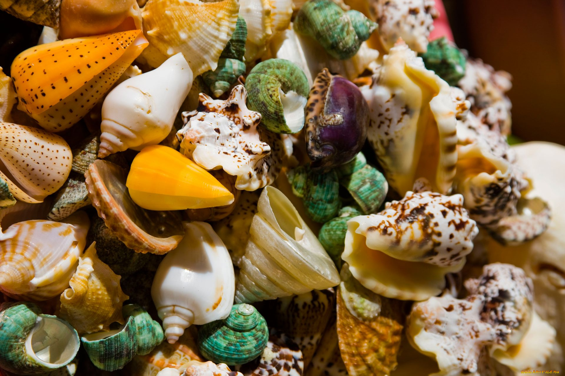 разное, ракушки, кораллы, декоративные, spa, камни