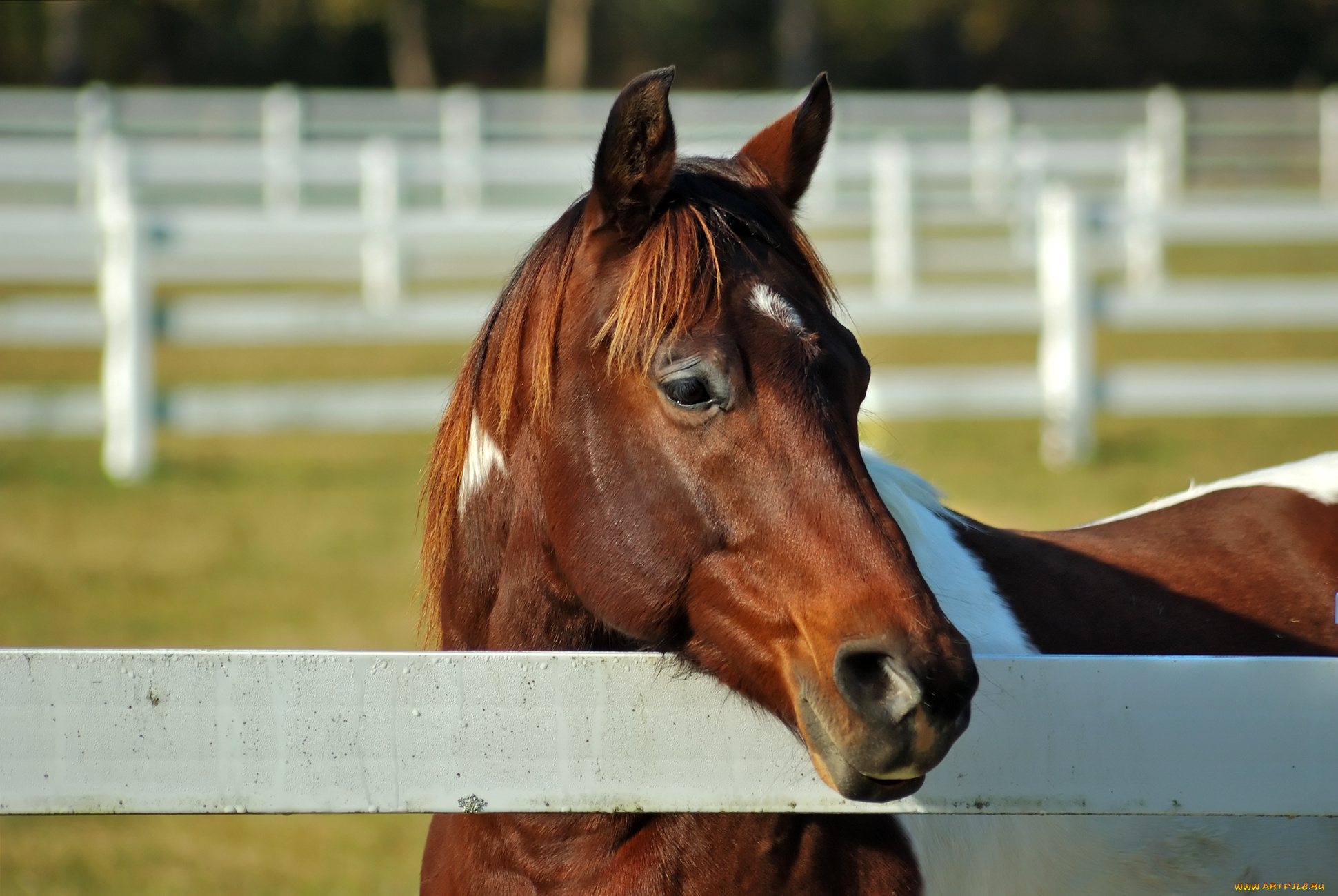 животные, лошади