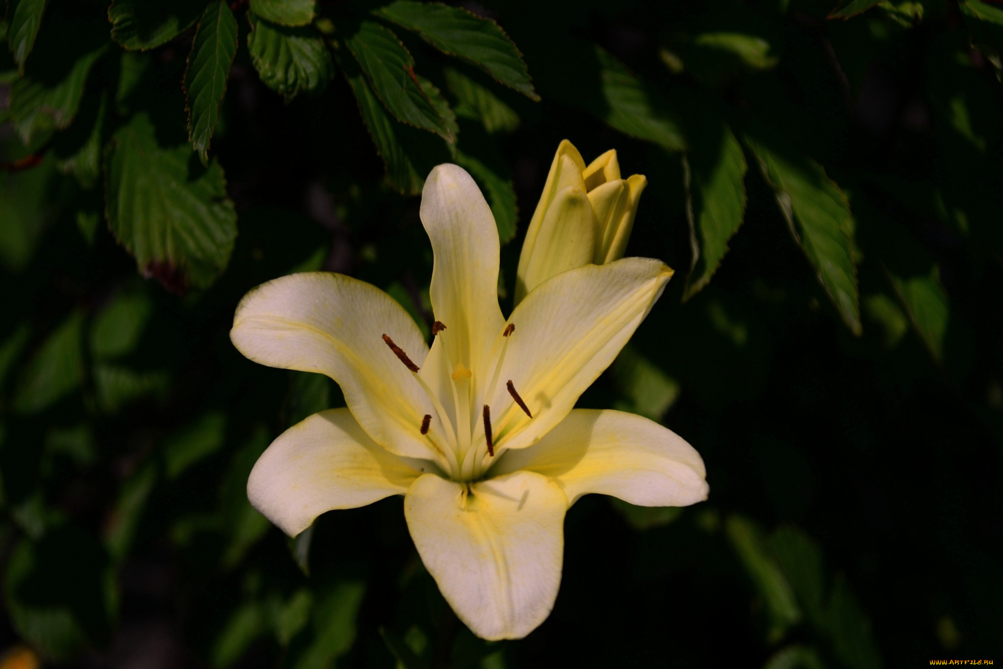 цветы, лилии, лилейники, бутон, лилия