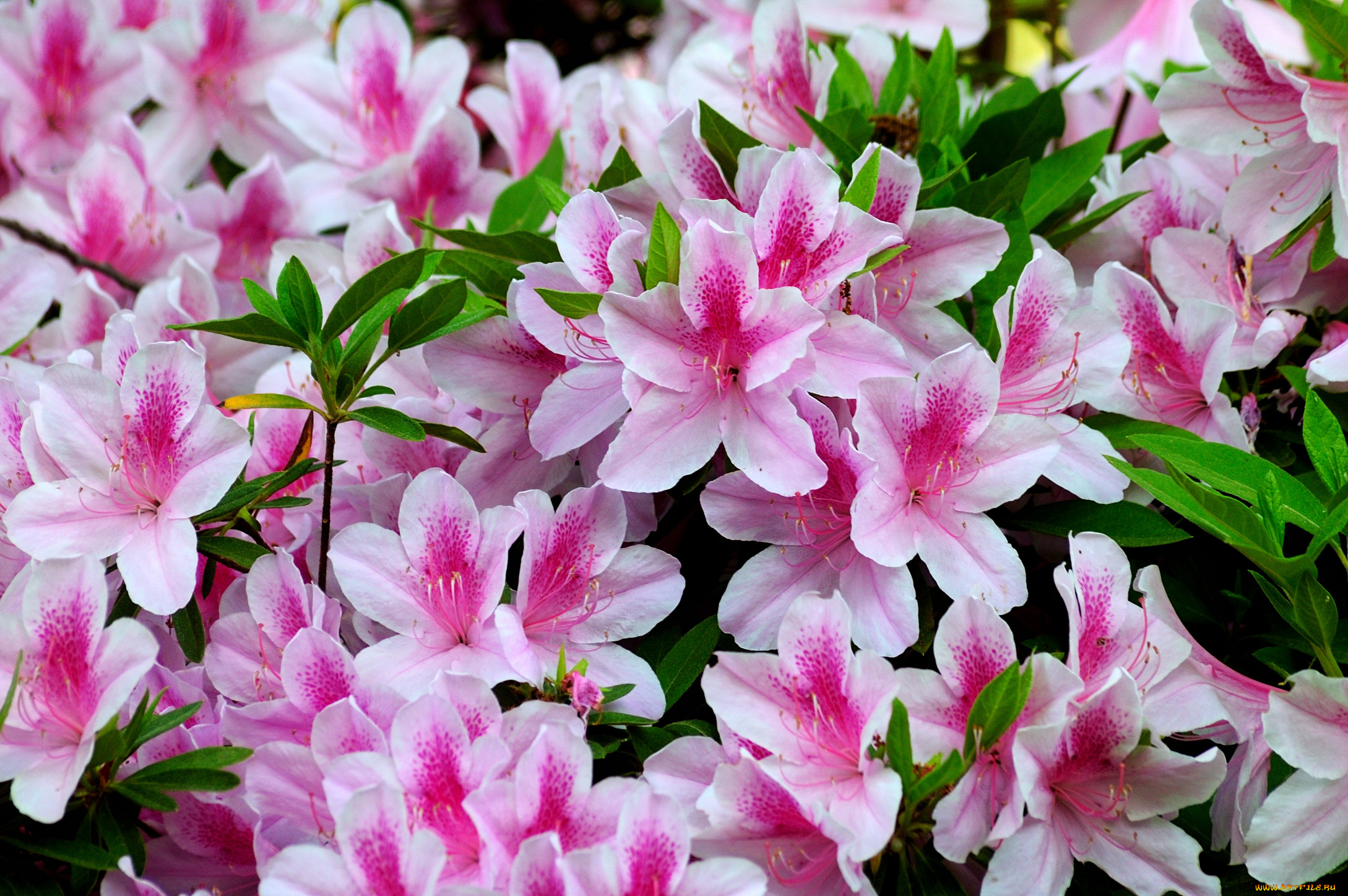 цветы, рододендроны, азалии, лепестки