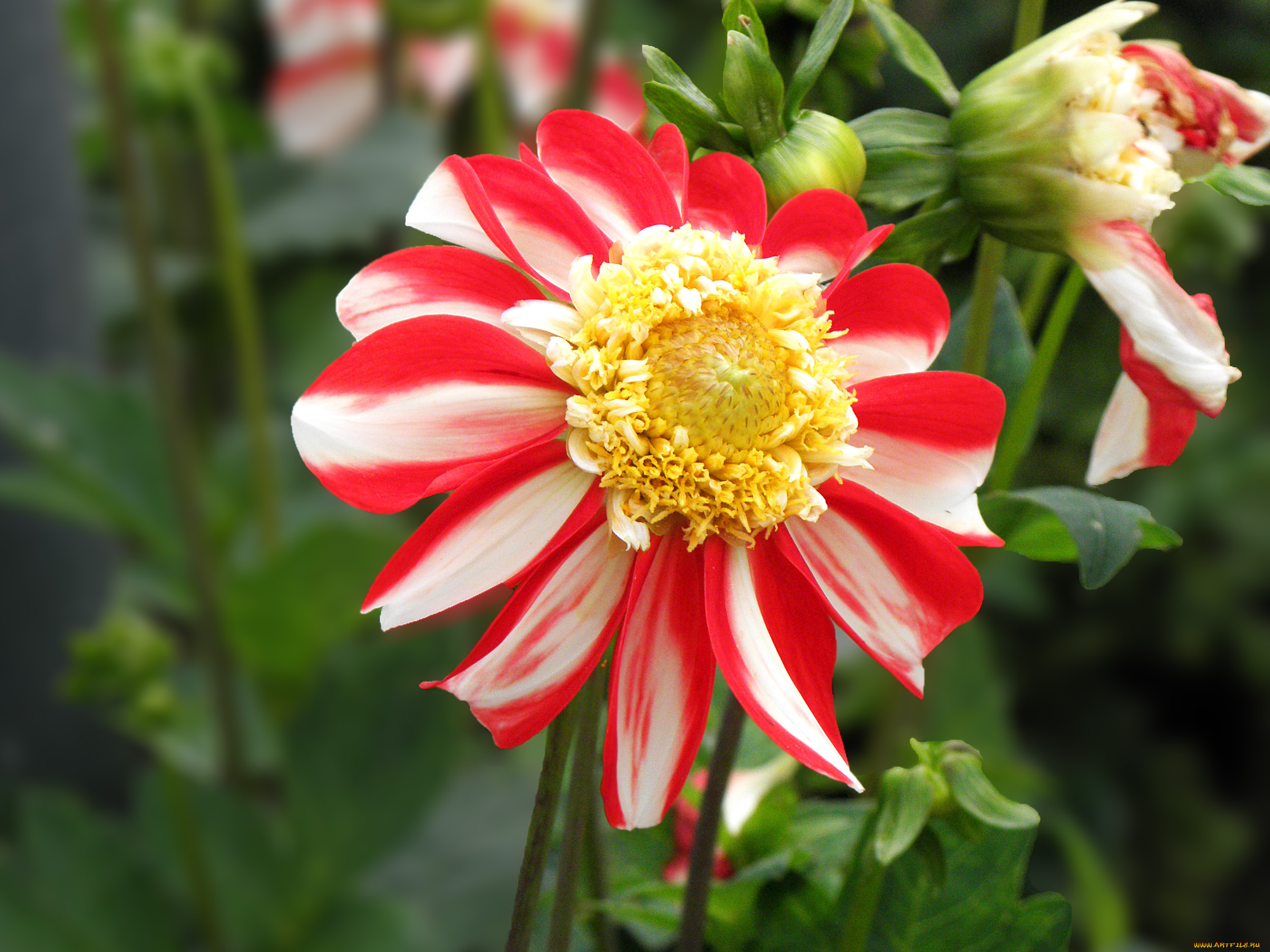 цветы, георгины, лепестки