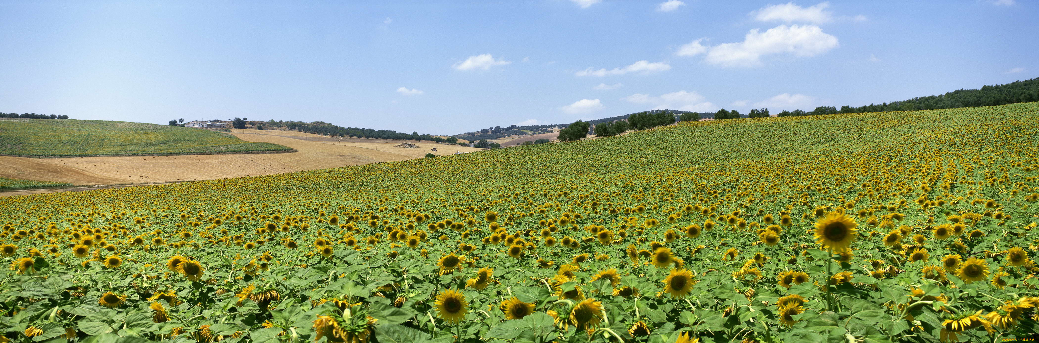 цветы, подсолнухи