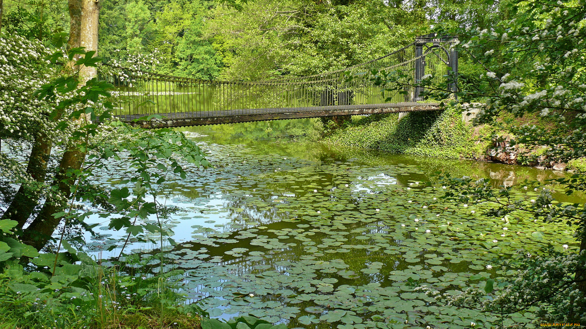 дания, assens, природа, парк, лес, мост