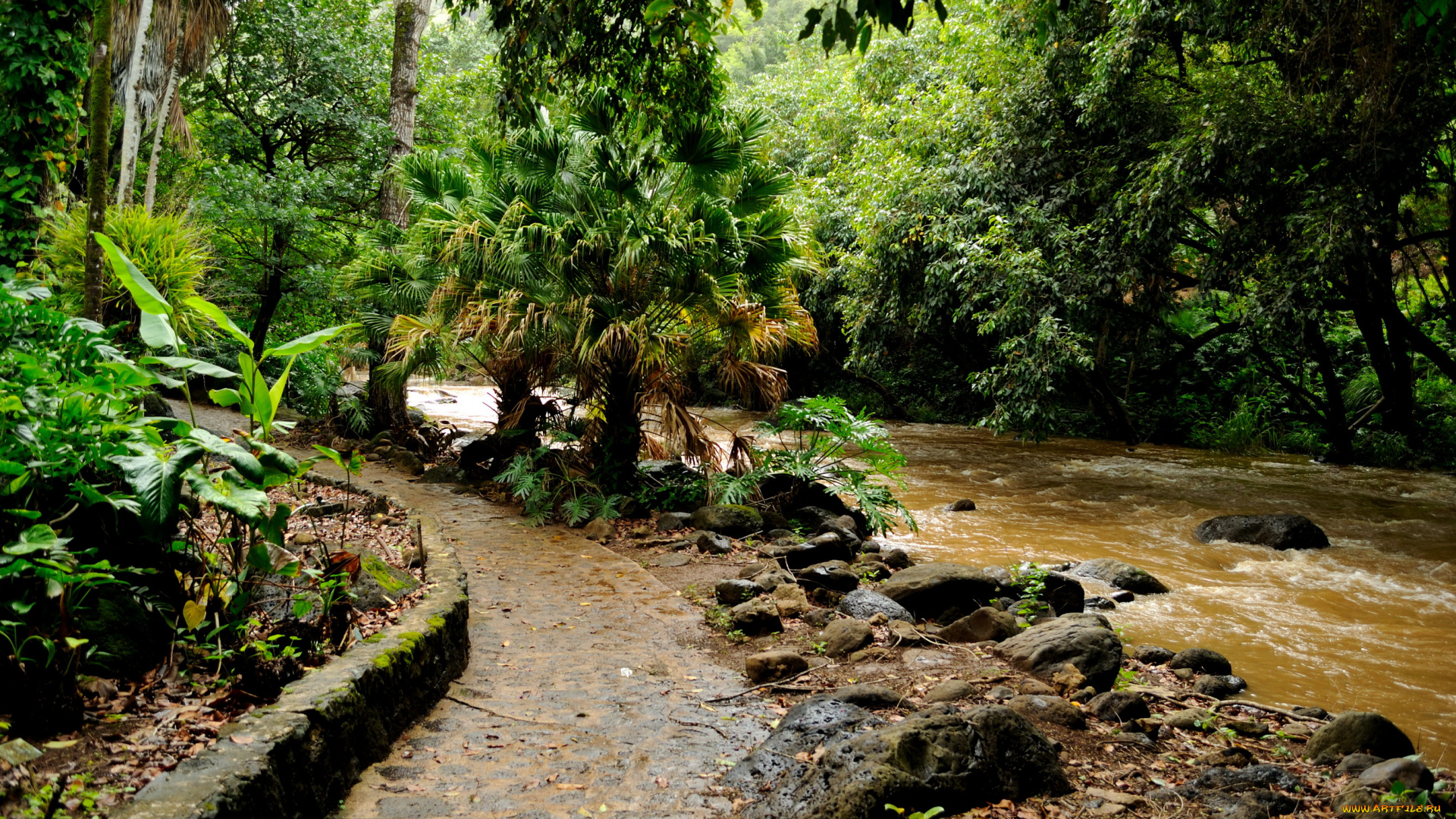 hawaii, природа, тропики, парк, река, пальмы