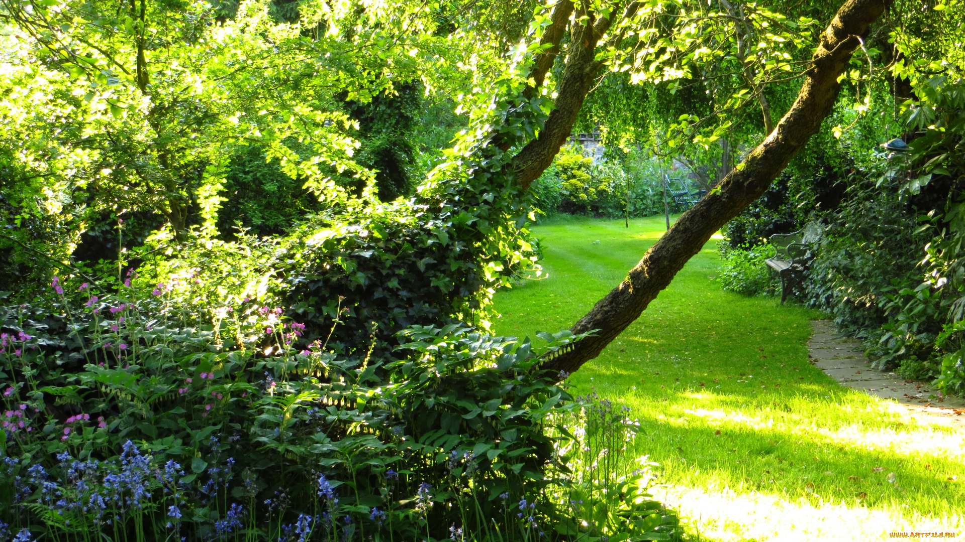 природа, парк, лето, лес, поляна