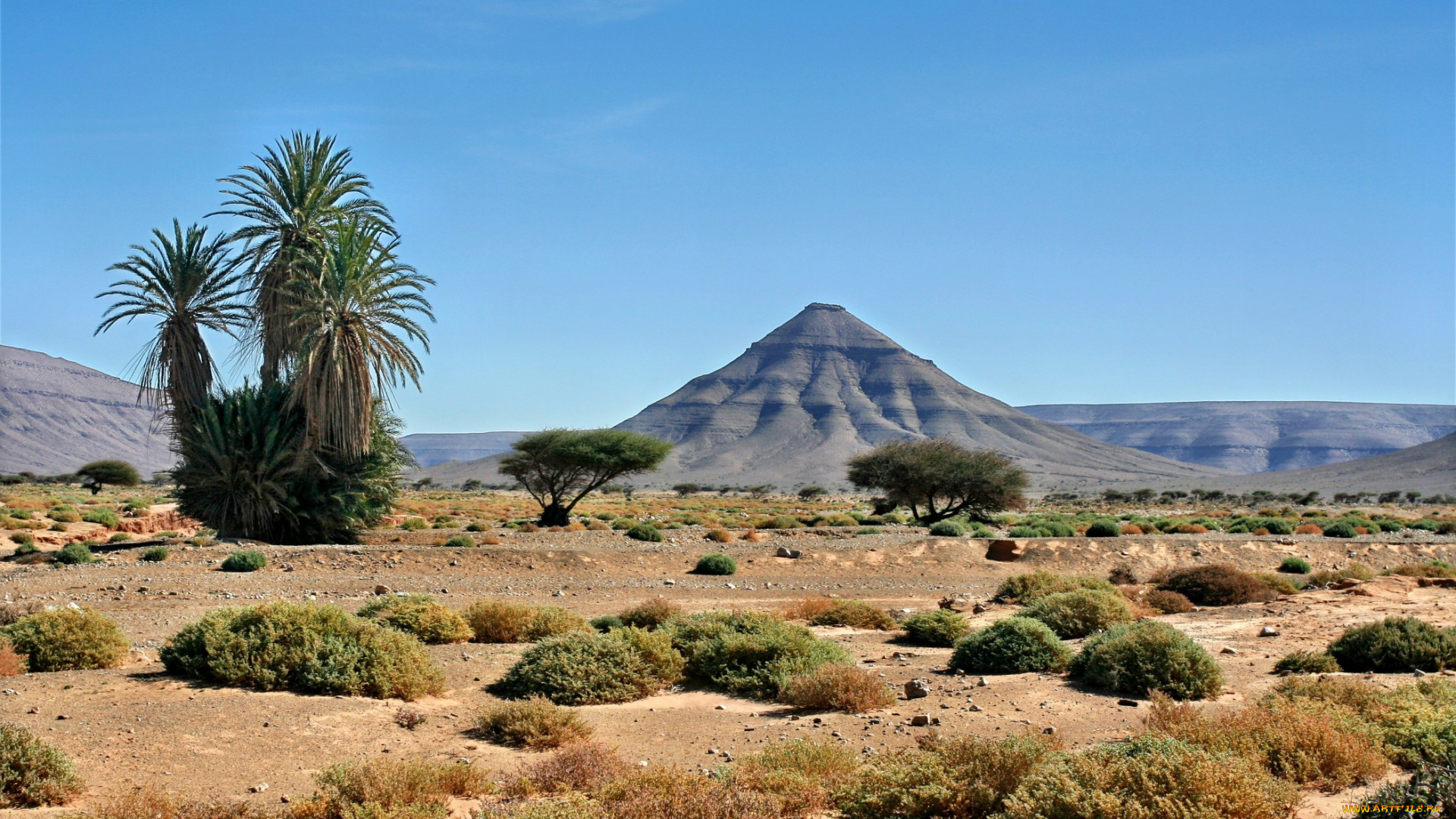 природа, пустыни, пустыня, холмы, трава, пальмы