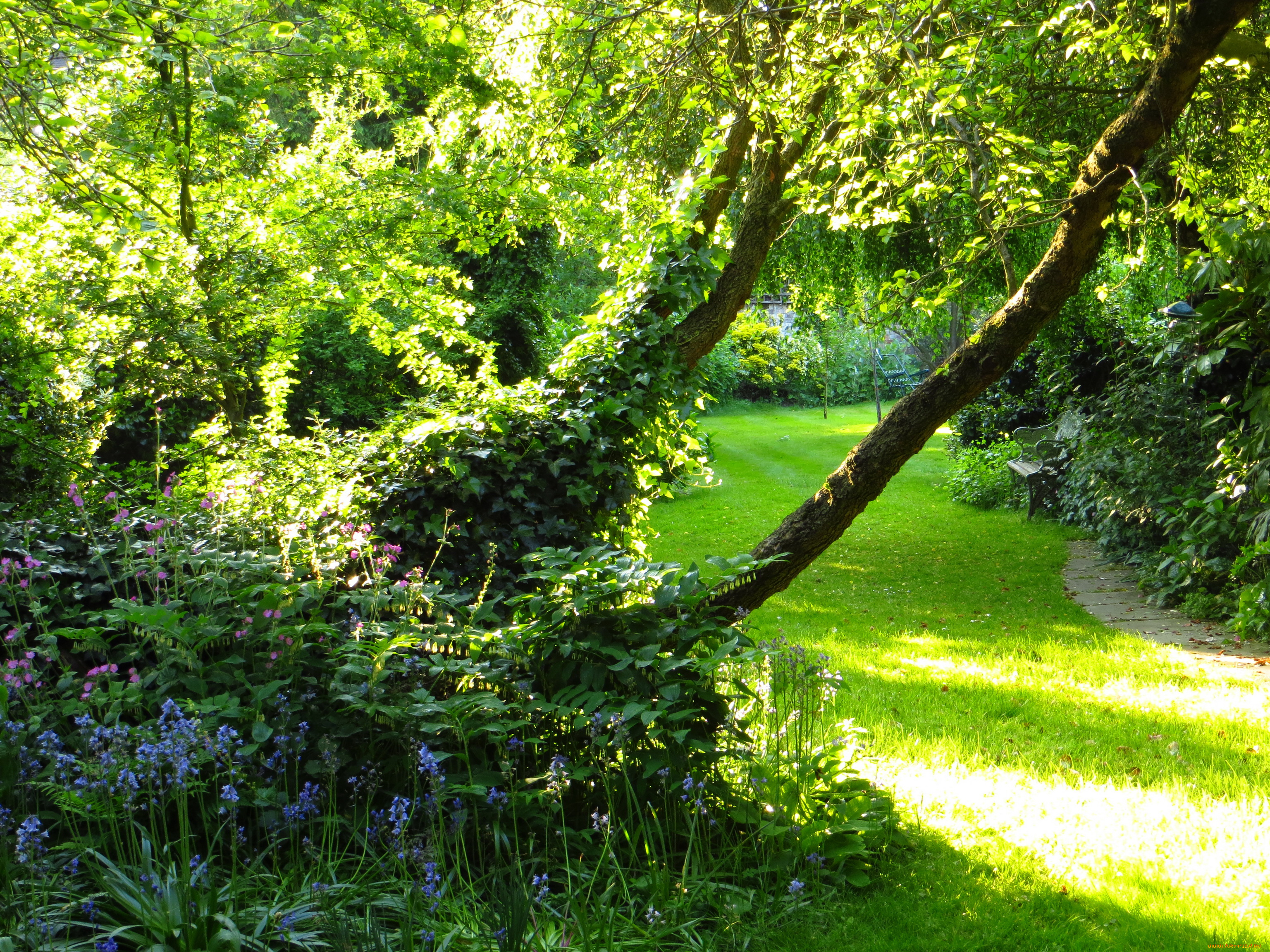 природа, парк, лето, лес, поляна