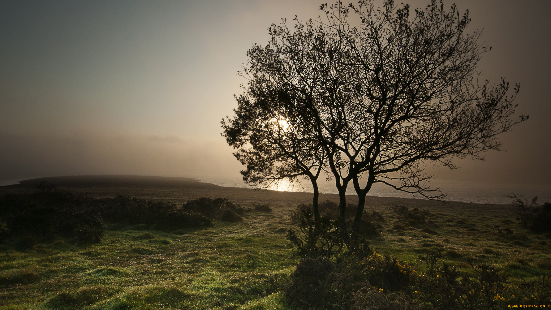 природа, деревья, утро, дерево, туман, пляж, озеро