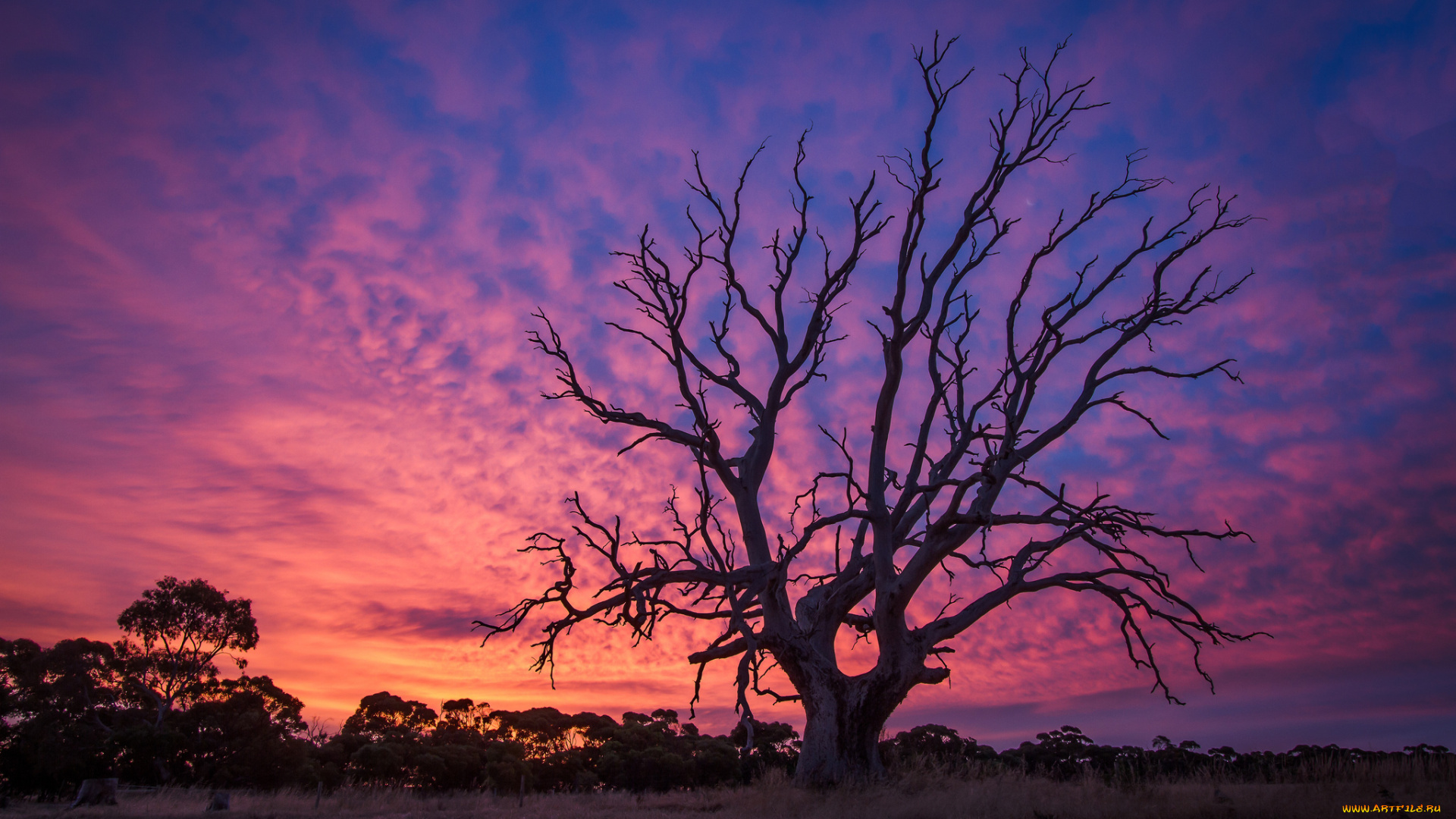 природа, деревья, закат, дерево, старое, заря, сумерки