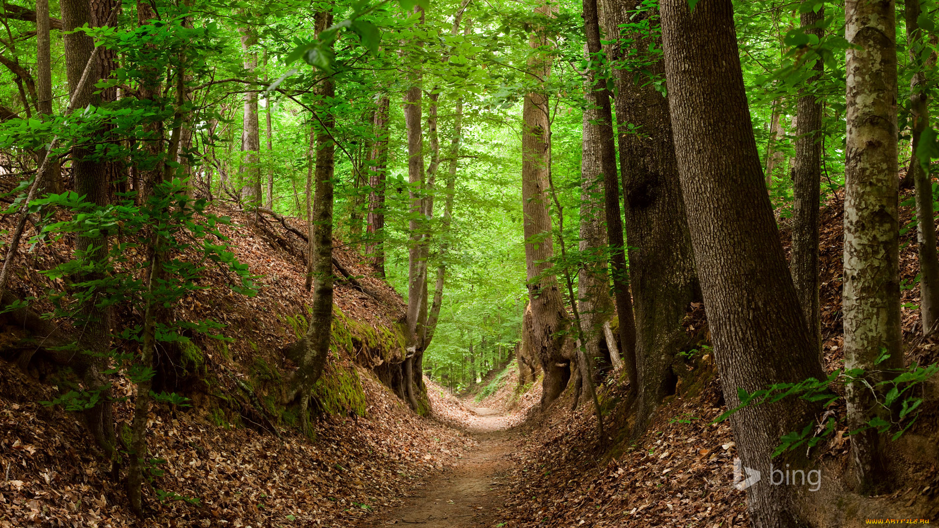 природа, дороги, деревья, дорога