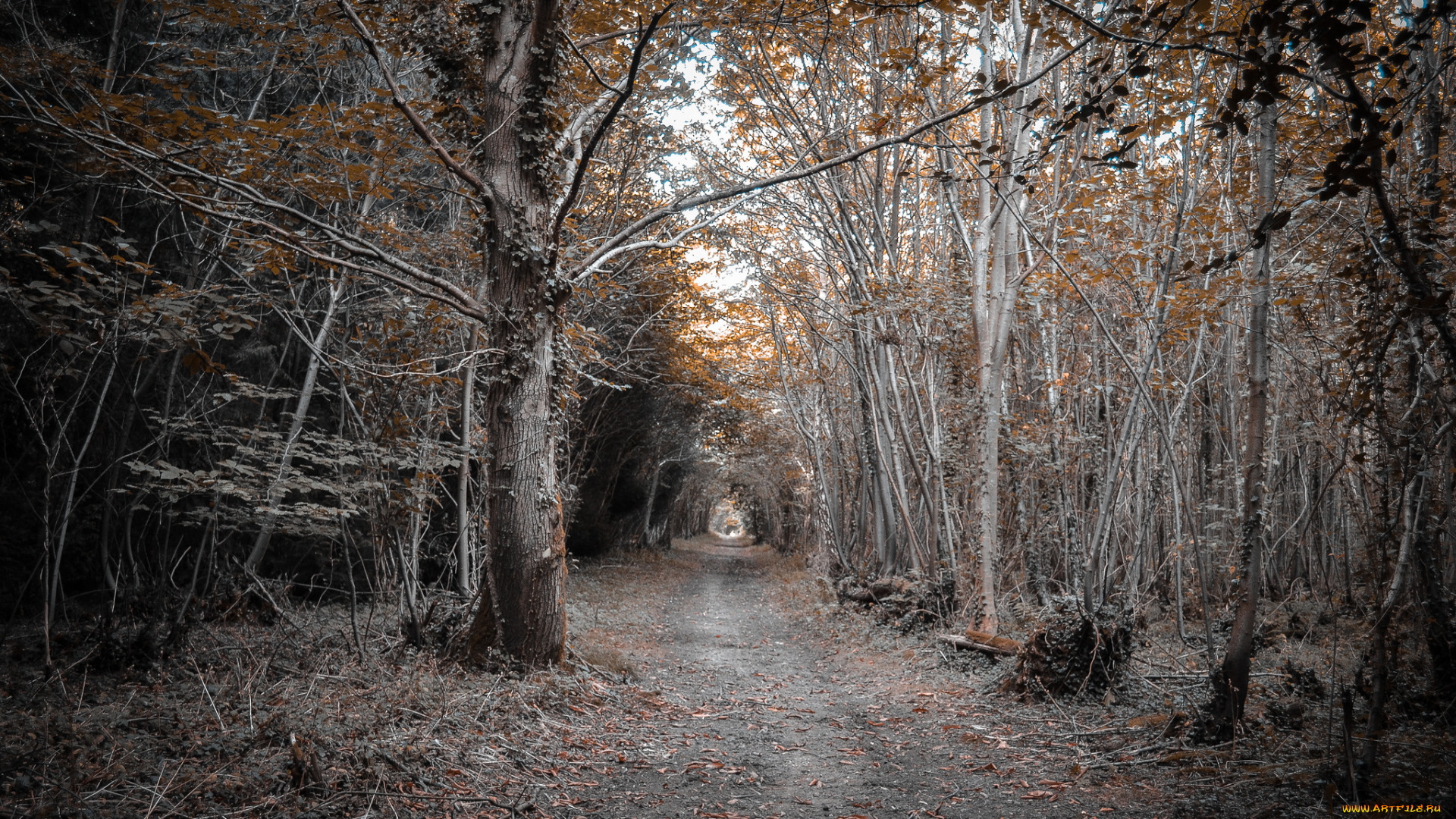 природа, дороги, дорога, лес, осень