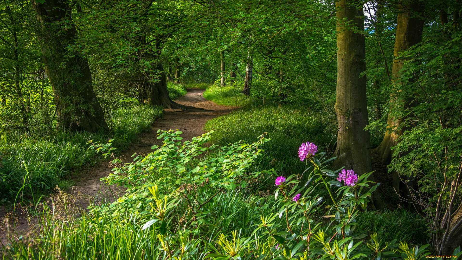природа, дороги, тропинка, лес