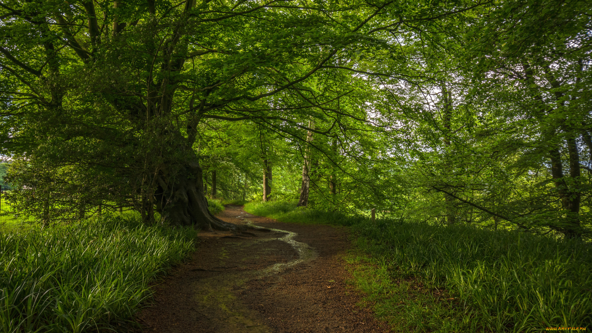 природа, дороги, тропинка, лес