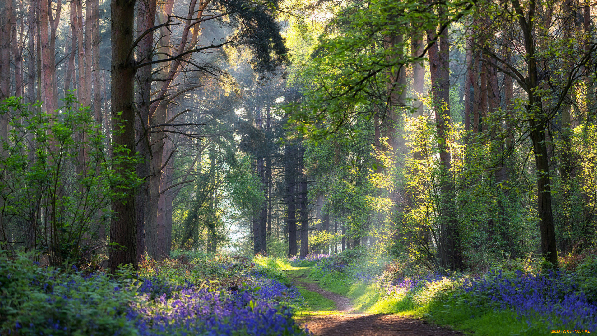 природа, дороги, тропинка, лес, лето, цветы