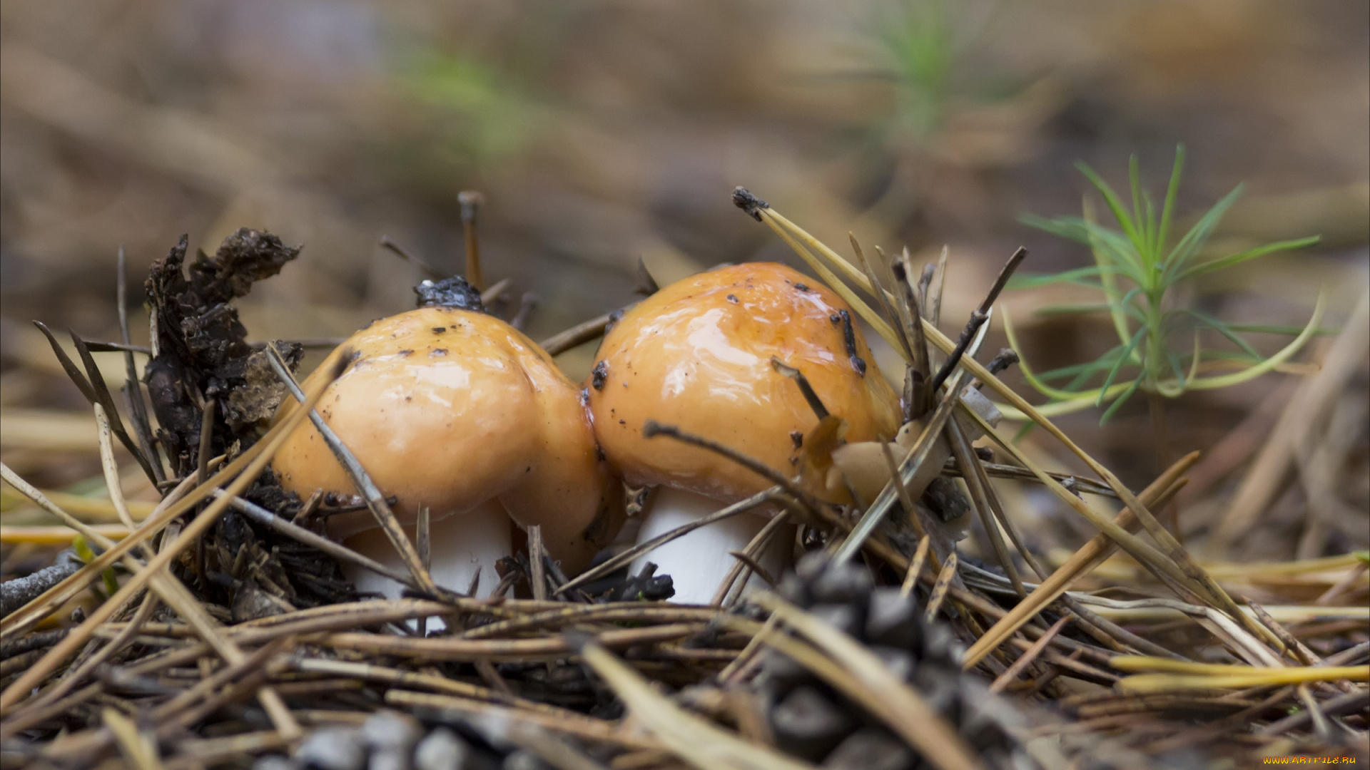 природа, грибы, маслята