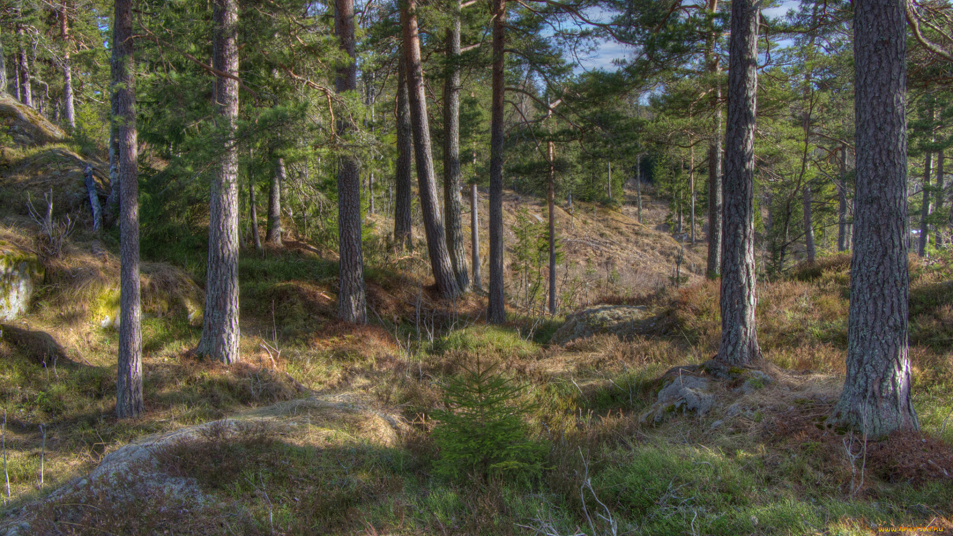 природа, лес, сосновый, бор