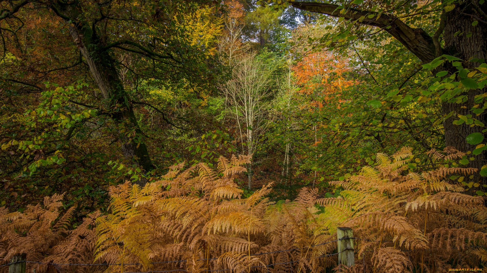 природа, лес, заросли, папоротники