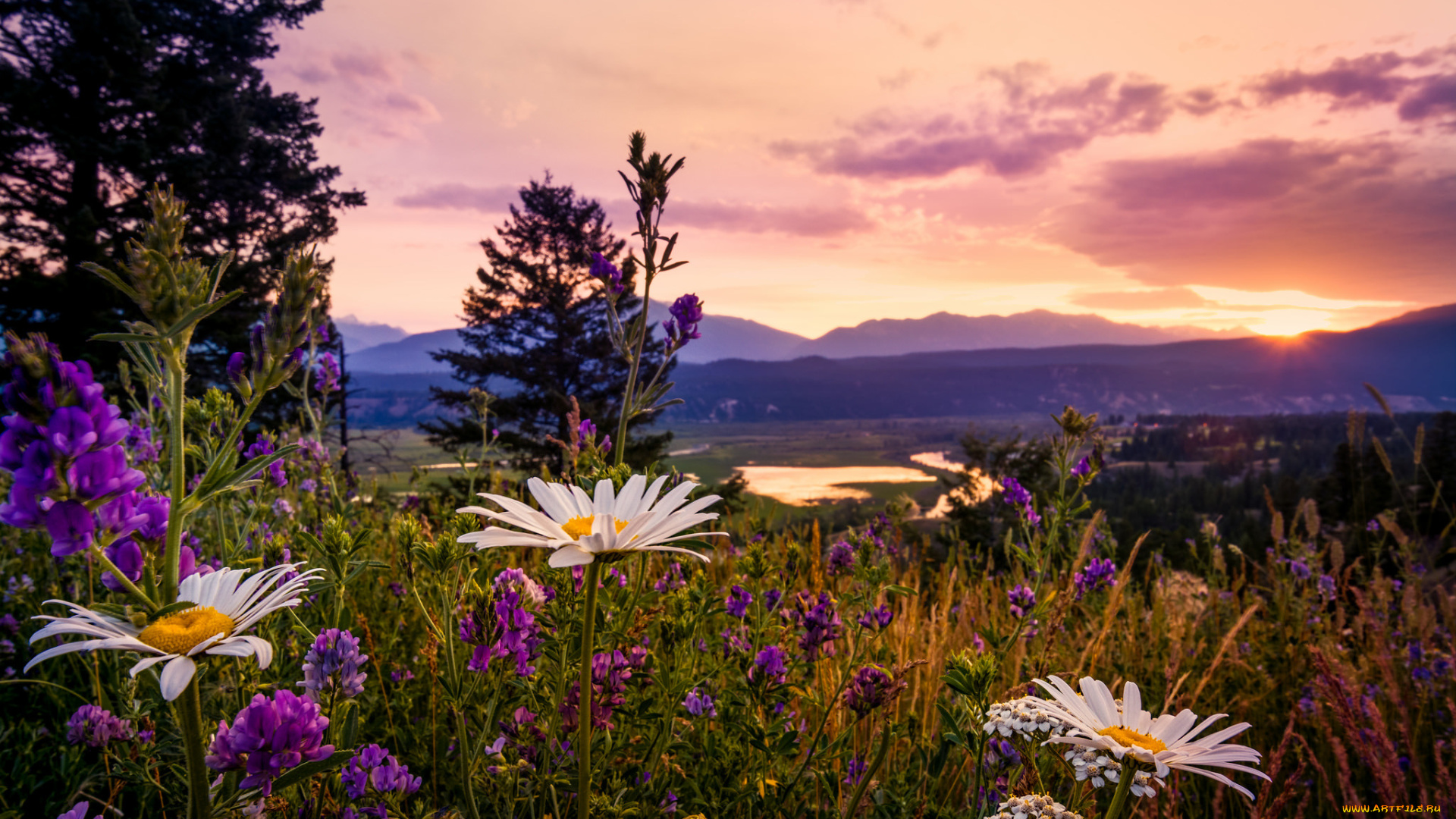 природа, луга, британская, колумбия, канада, ромашки, закат, в, kootenays, полевые, цветы, люпин, kootenay, national, park