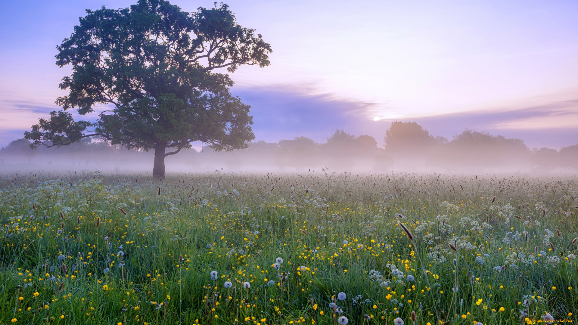 природа, луга, рассвет, утро, туман, дерево, одуванчики, цветы, поле, лето