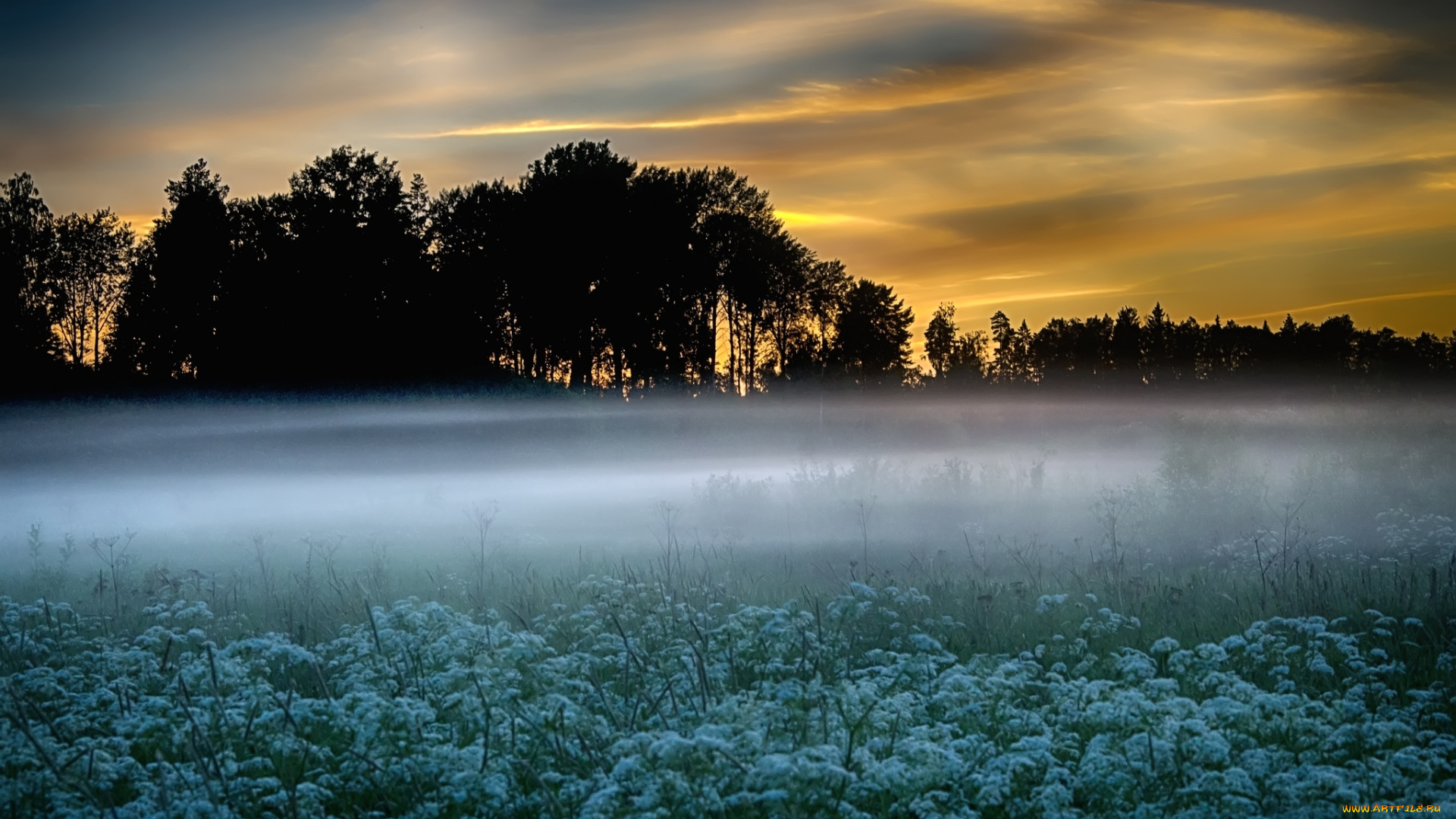 природа, луга, туман