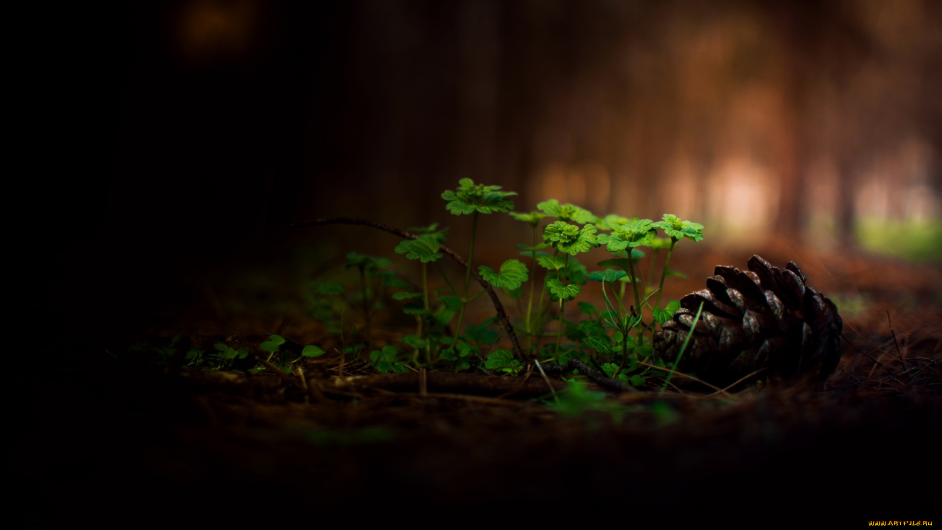 природа, макро, трава, лес, боке, шишка