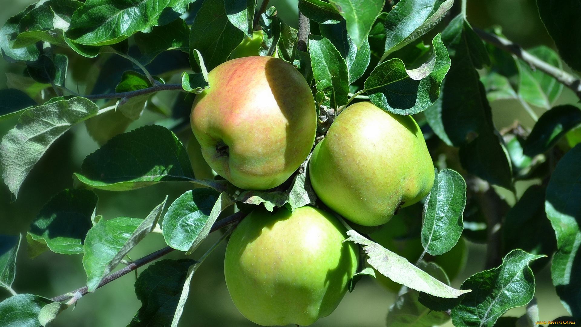 природа, плоды, листва, ветки, дерево