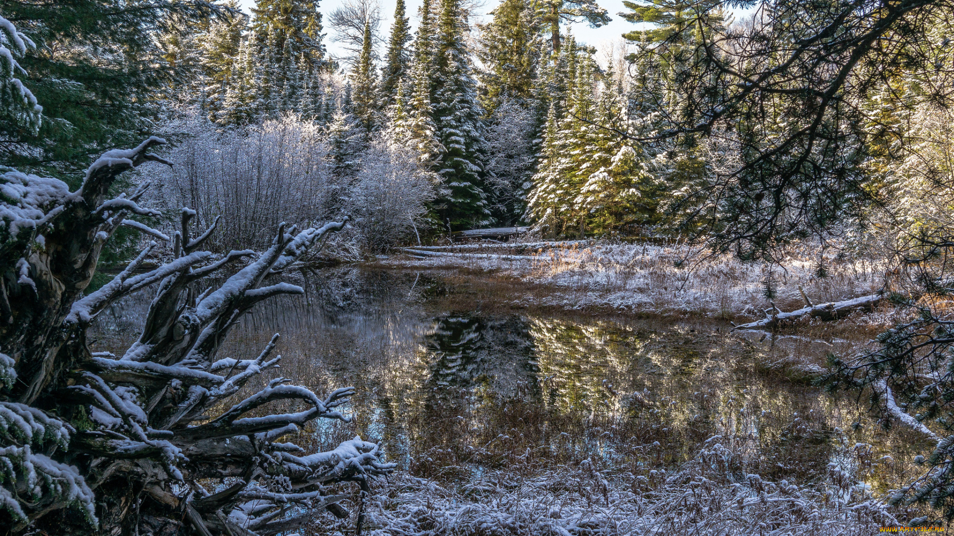 природа, реки, озера, лес, река
