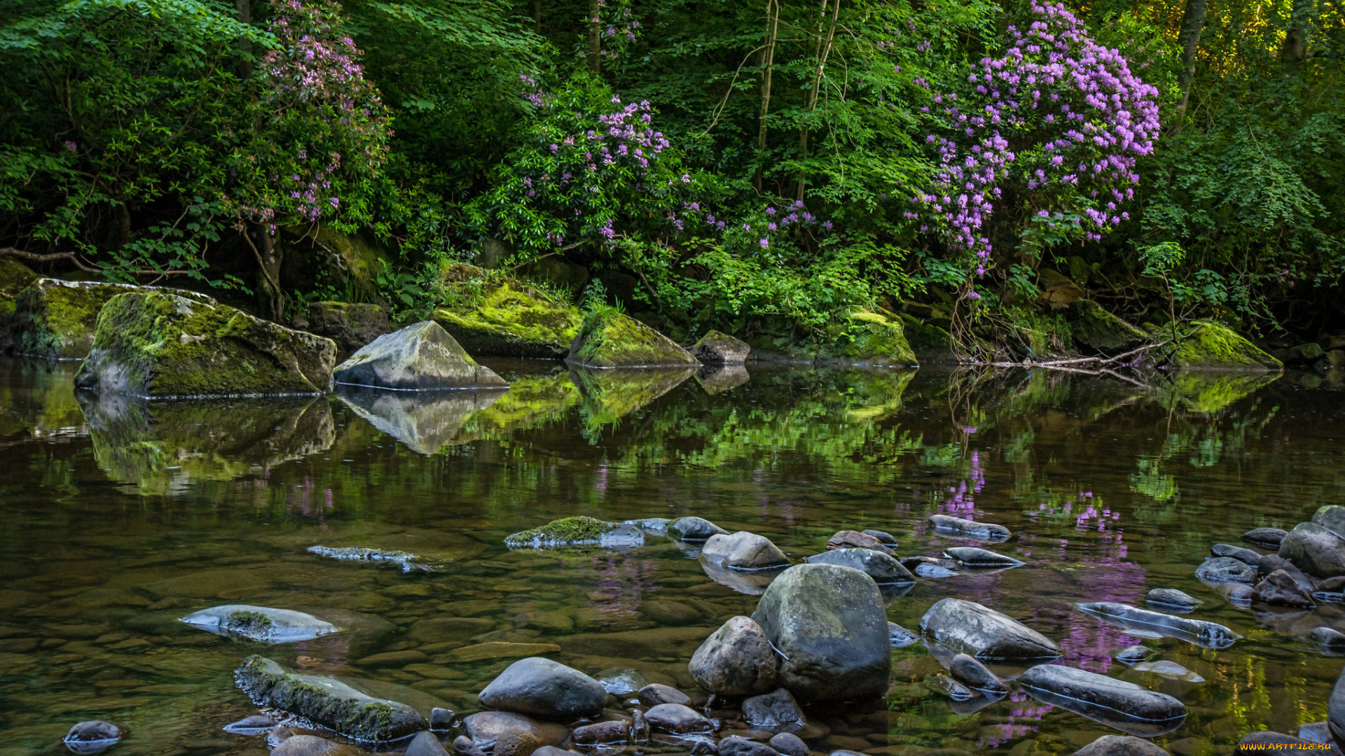 природа, реки, озера, лес, ручей