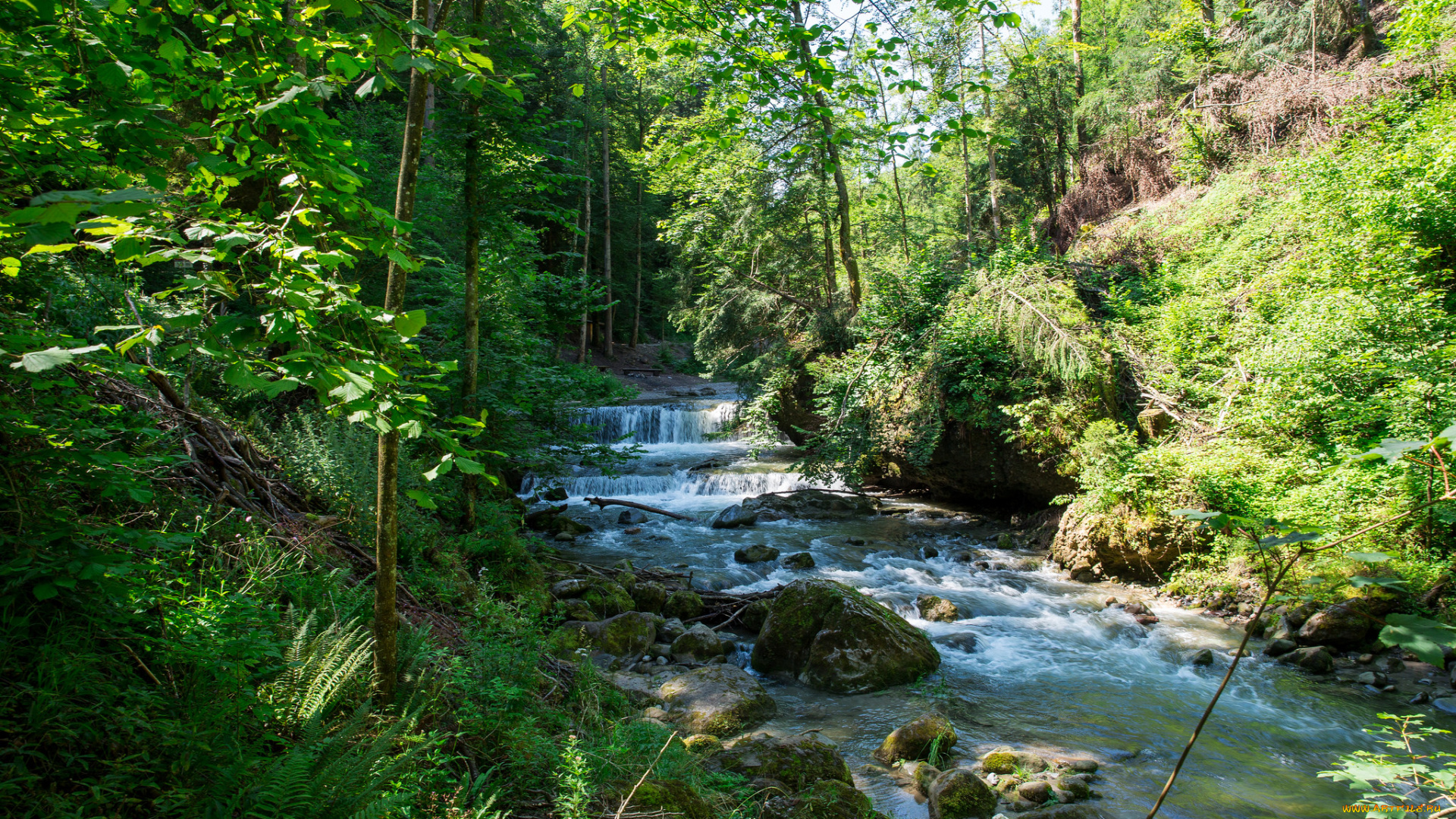 природа, реки, озера, пороги, река, лес