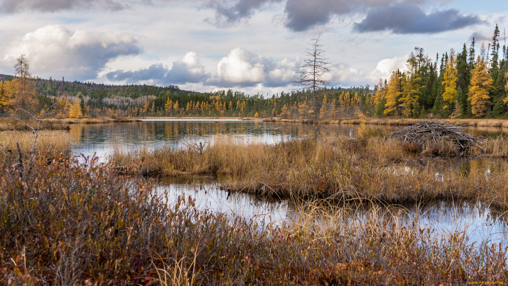 природа, реки, озера, река, лес