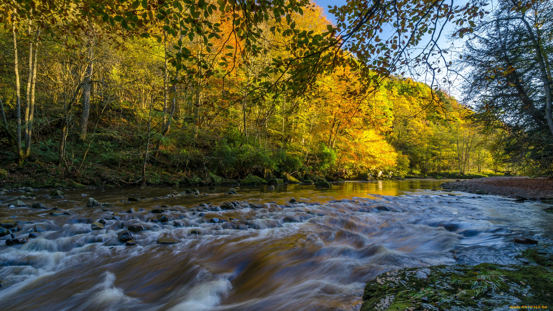 природа, реки, озера, река, лес
