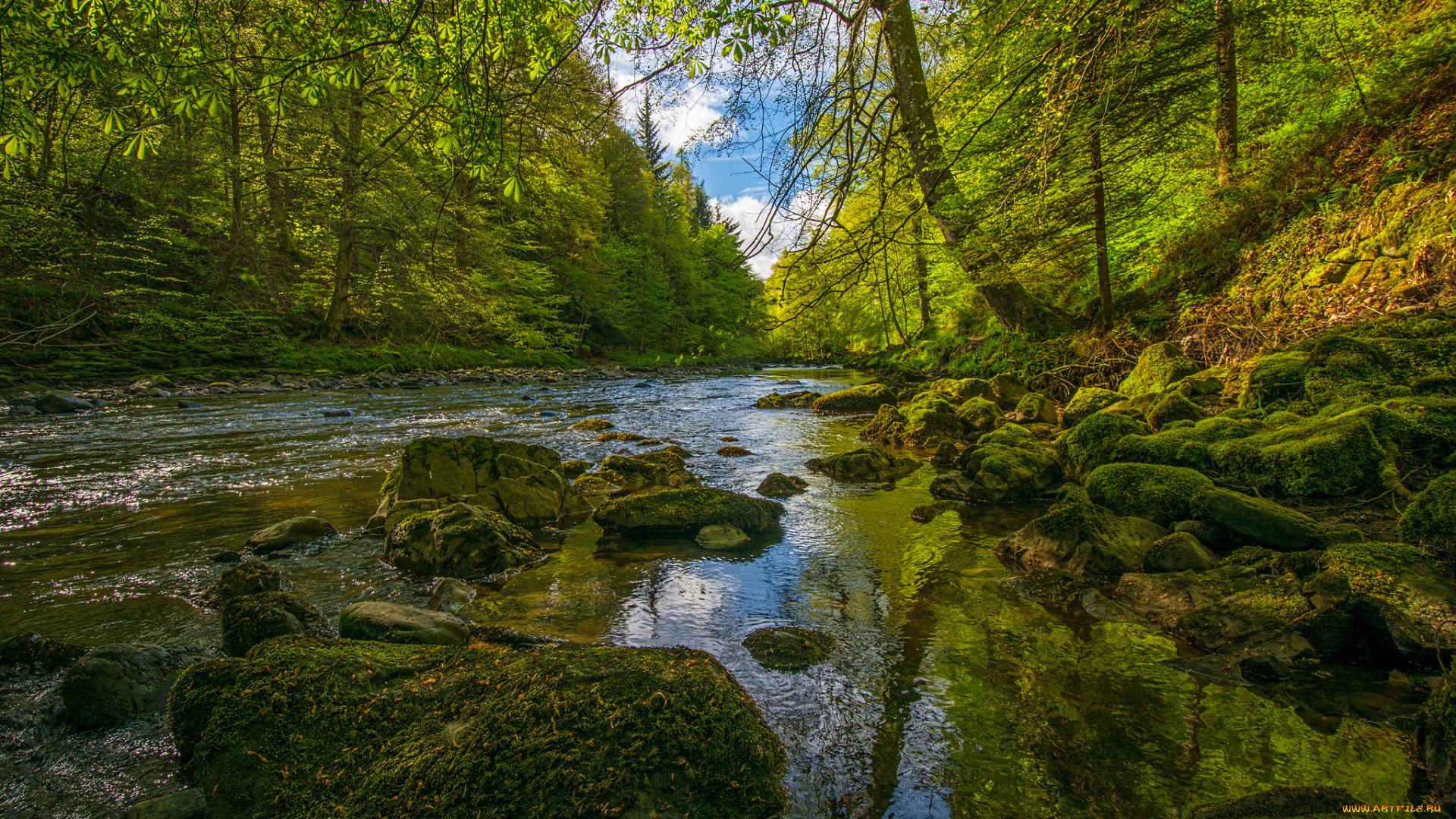 природа, реки, озера, река, лес