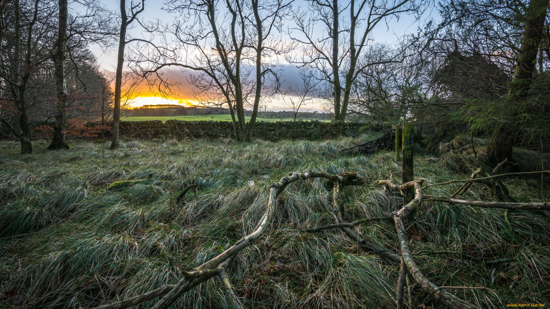 природа, восходы, закаты, опушка, заря, лес