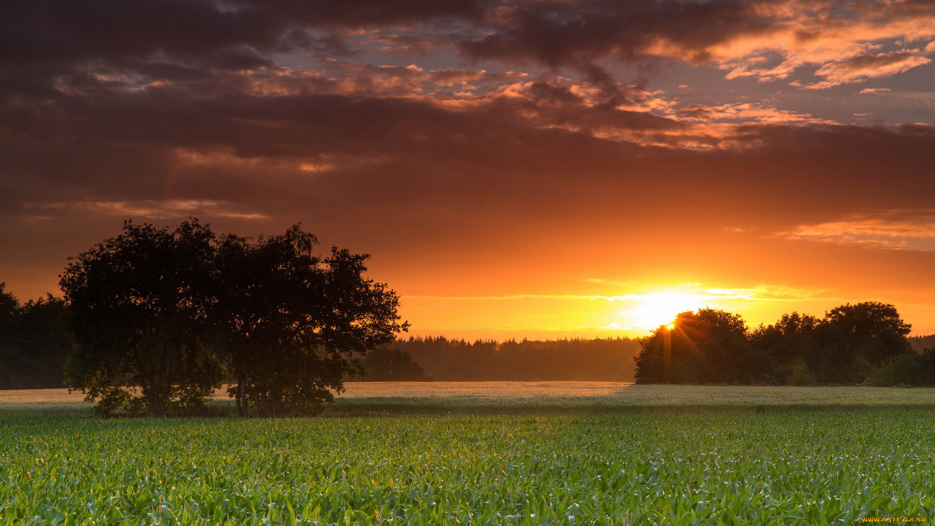 природа, восходы, закаты, пейзаж, дерево, поле