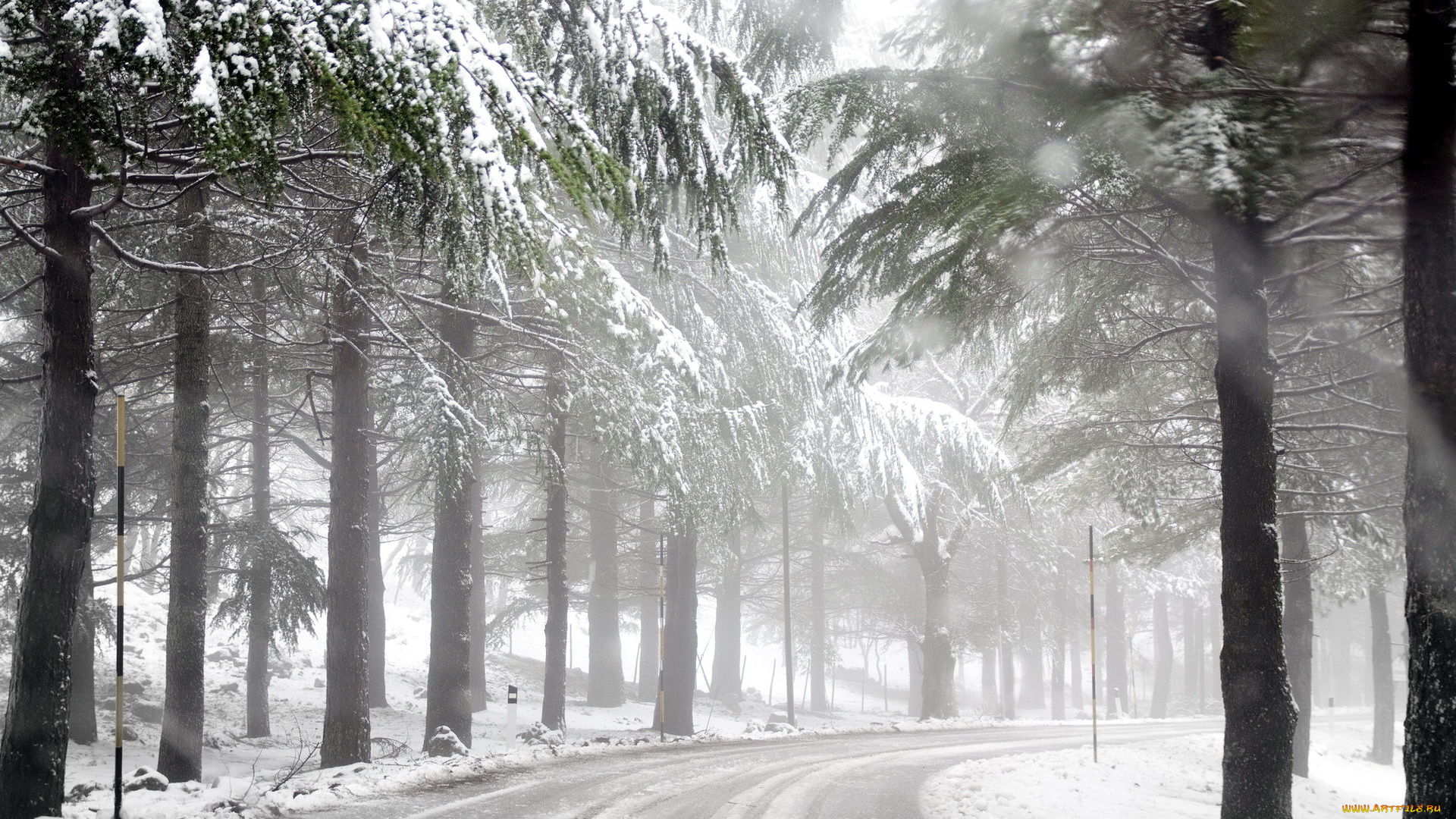 природа, зима, туман, лес