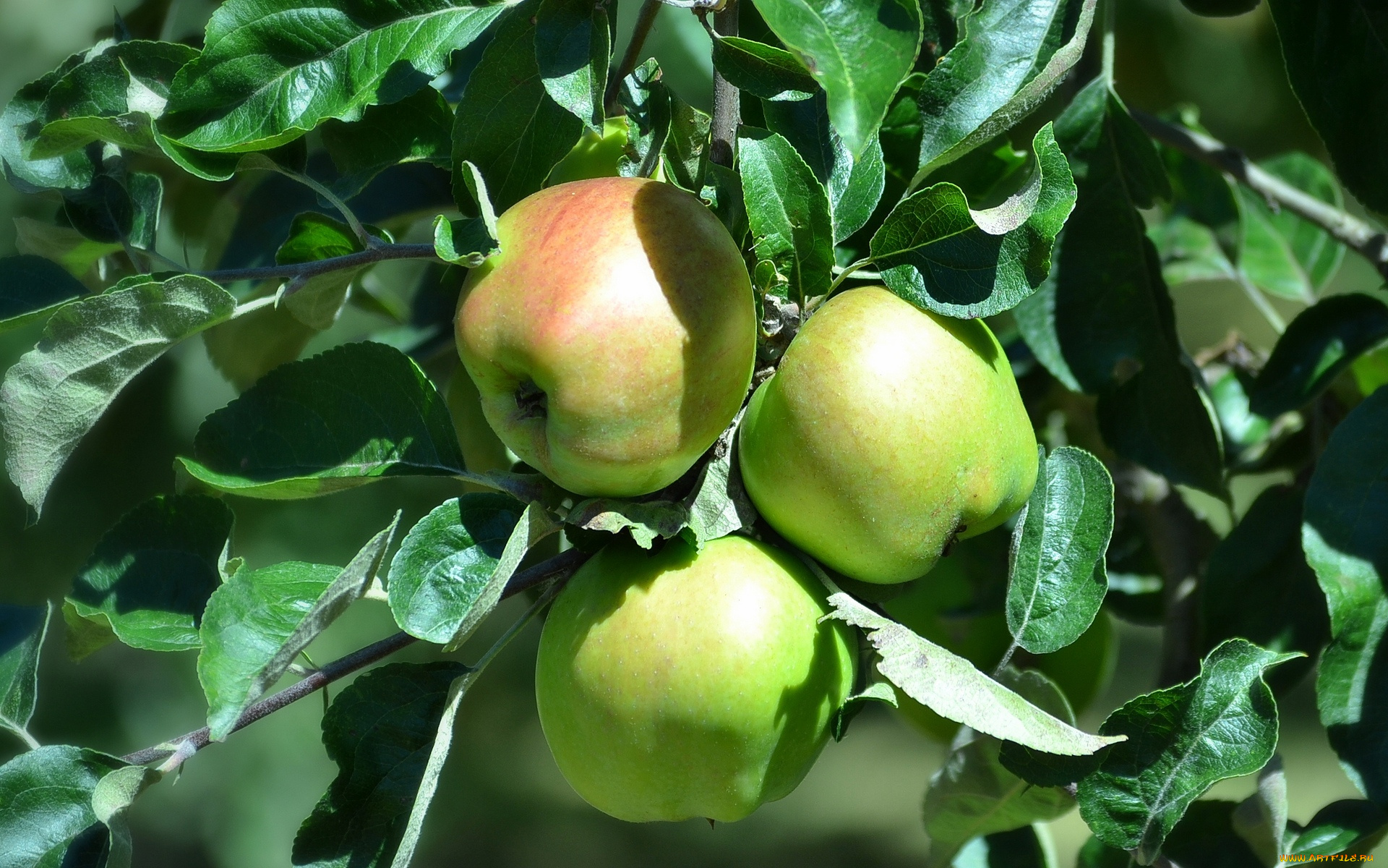 природа, плоды, листва, ветки, дерево