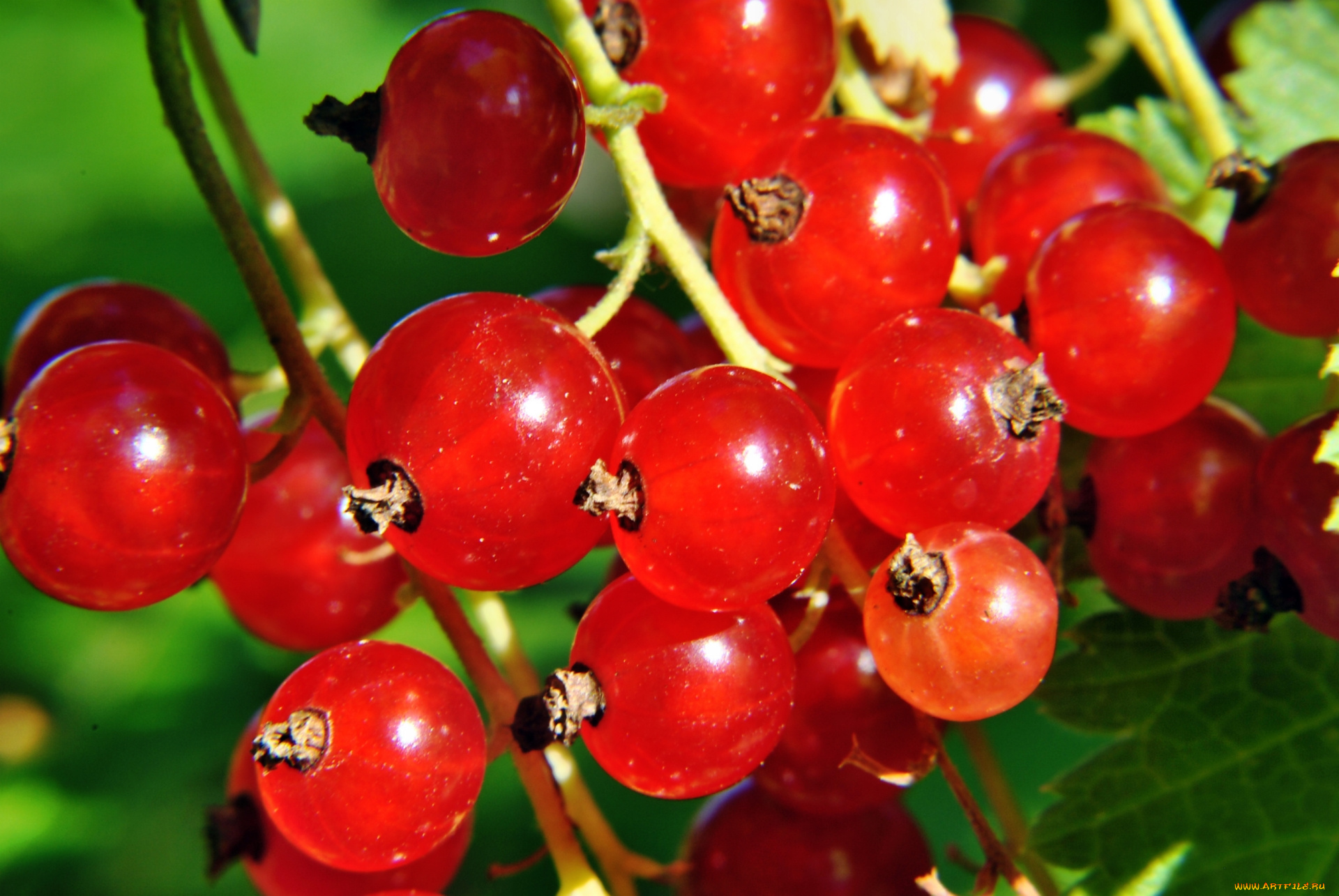 природа, Ягоды, смородина