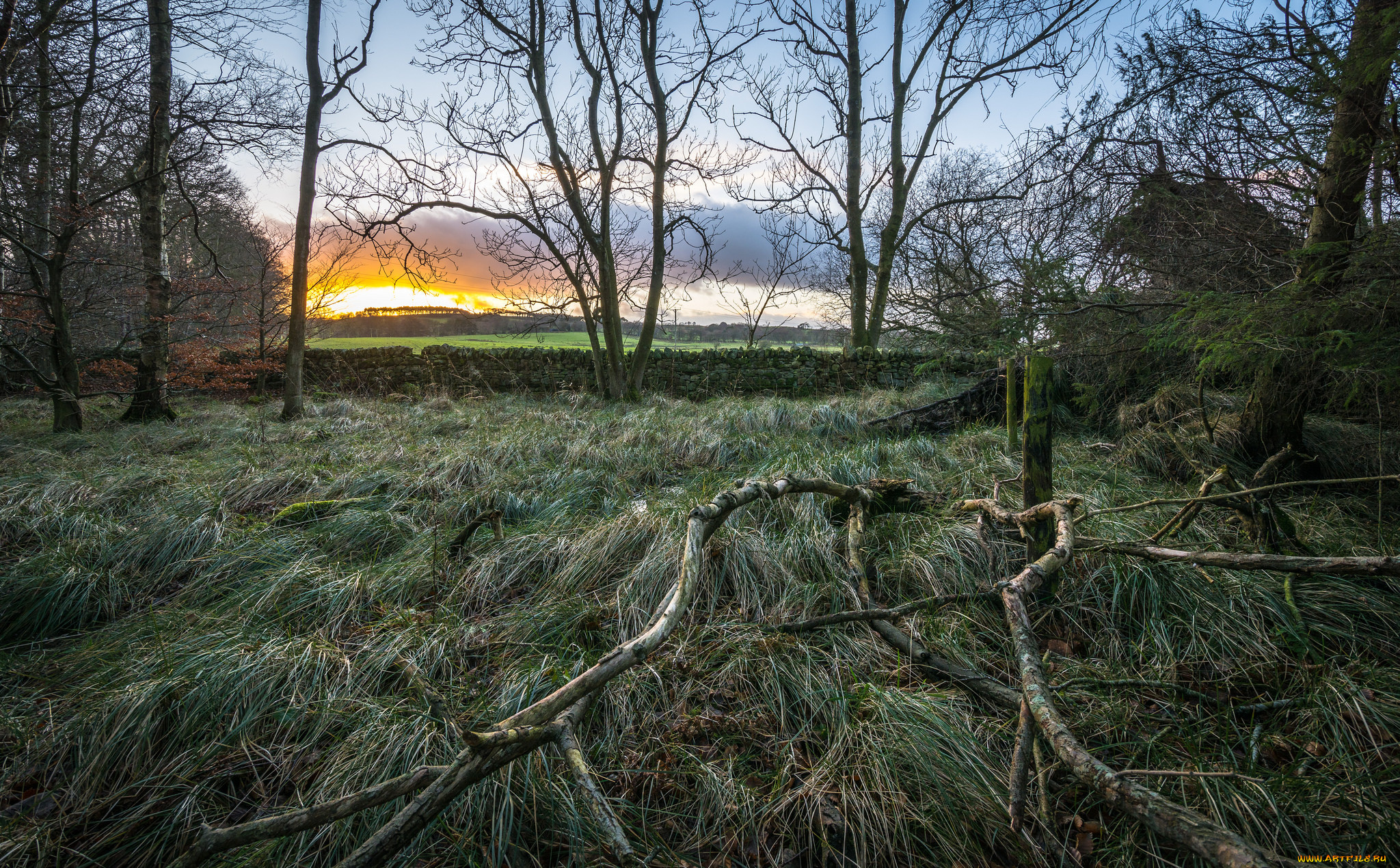 природа, восходы, закаты, опушка, заря, лес