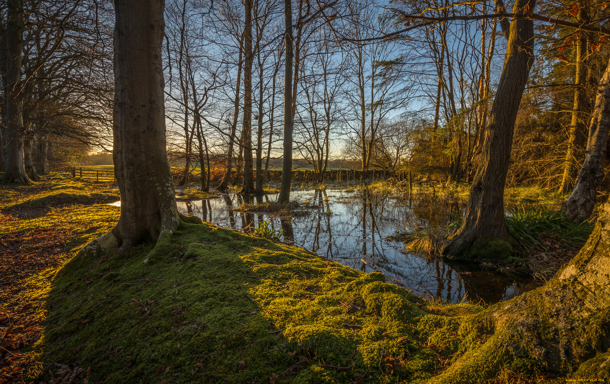 природа, лес, река, разлив