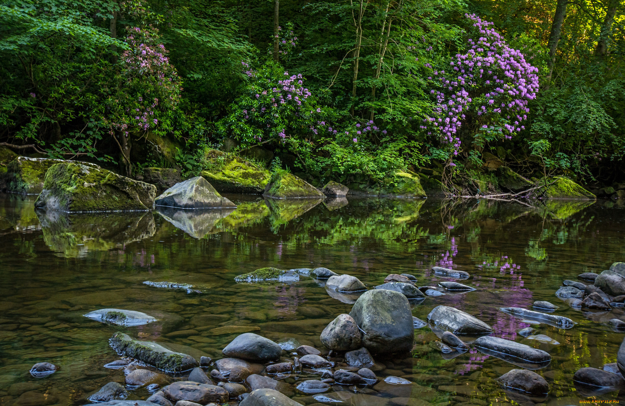 природа, реки, озера, лес, ручей