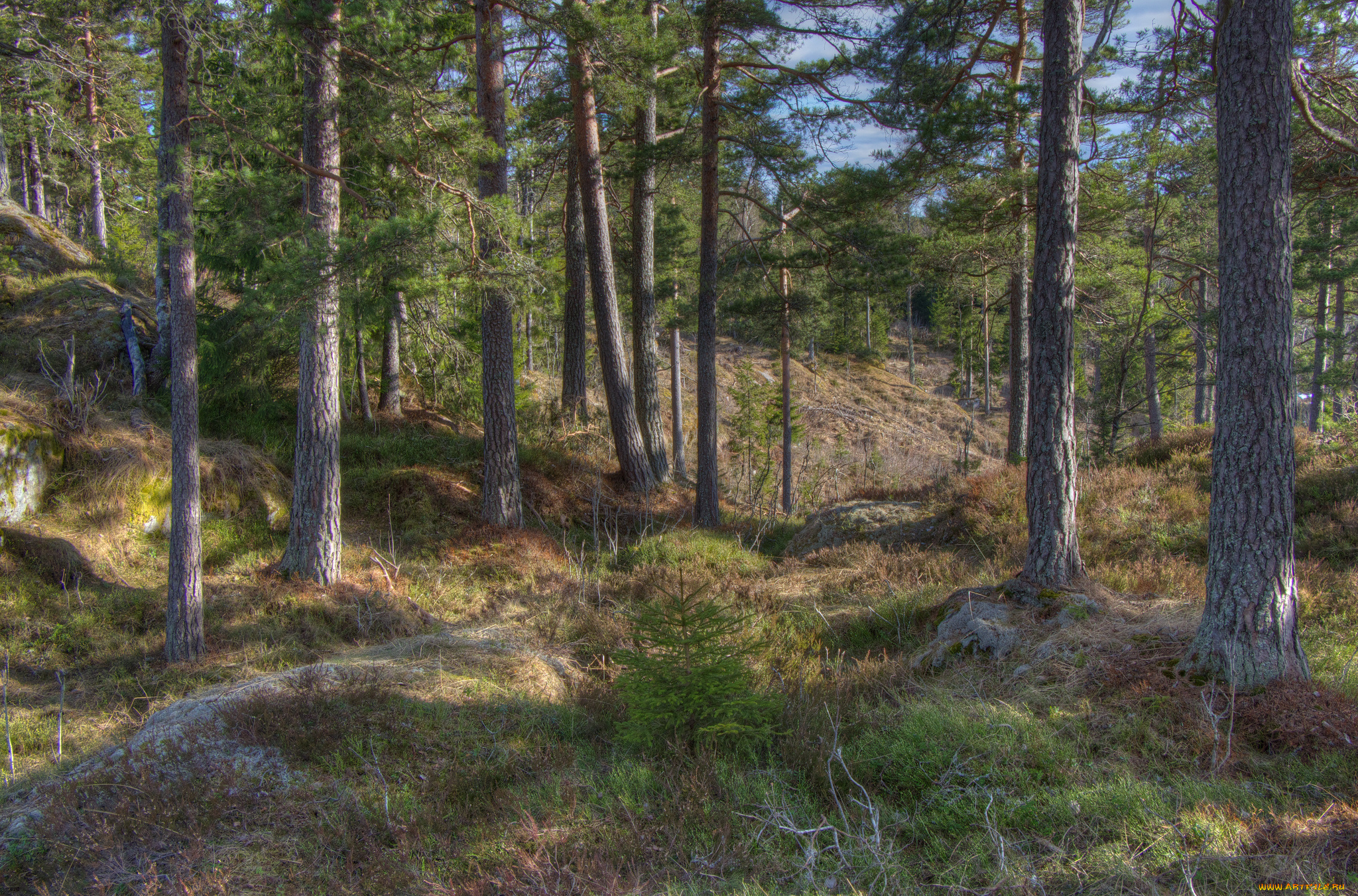 природа, лес, сосновый, бор