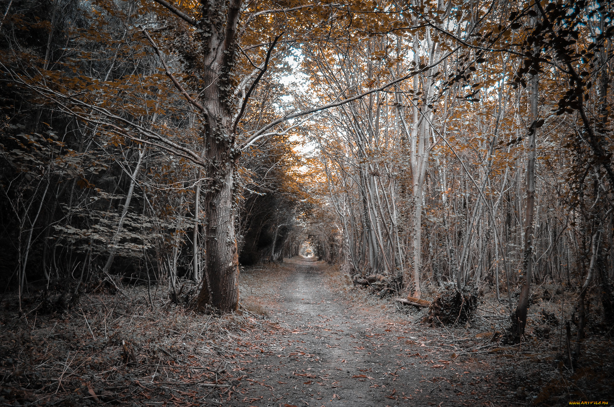 природа, дороги, дорога, лес, осень