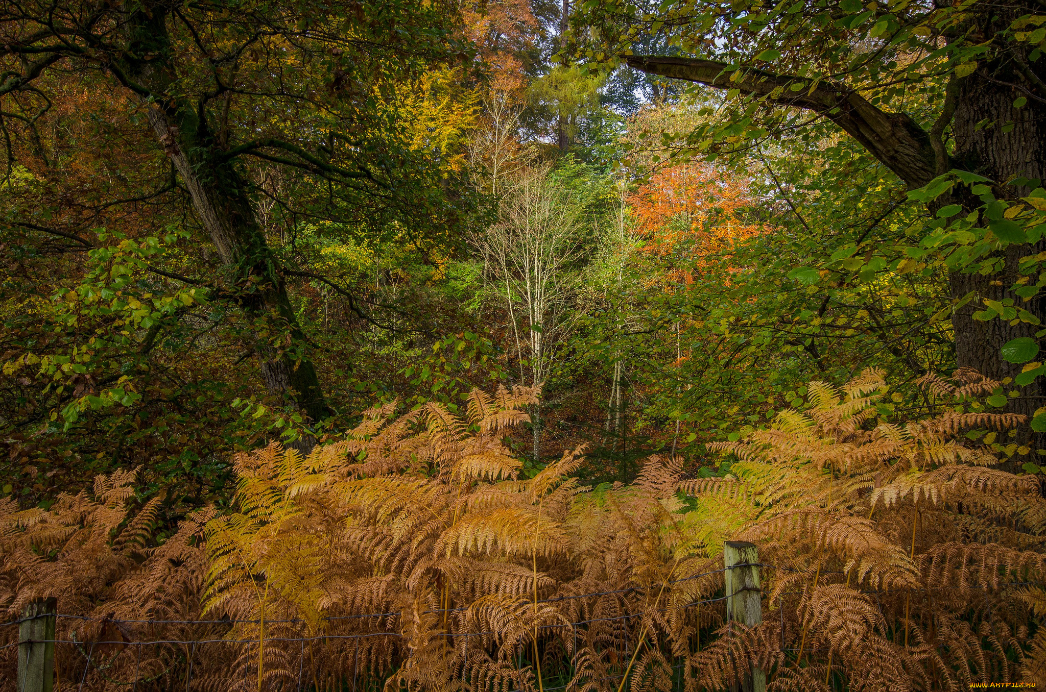 природа, лес, заросли, папоротники