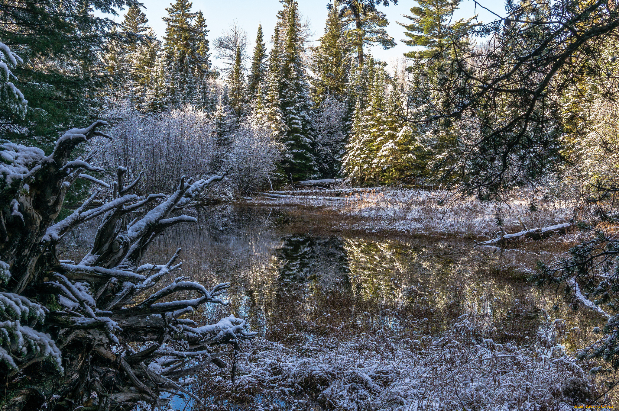 природа, реки, озера, лес, река